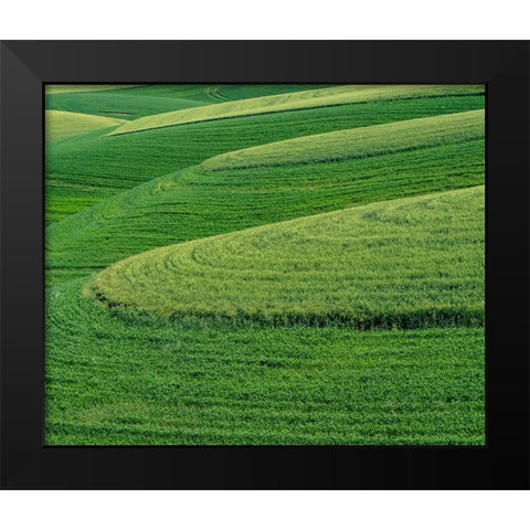 USA-Washington State-Eastern Washington winter and spring wheat near Endicott Black Modern Wood Framed Art Print by Gulin, Sylvia