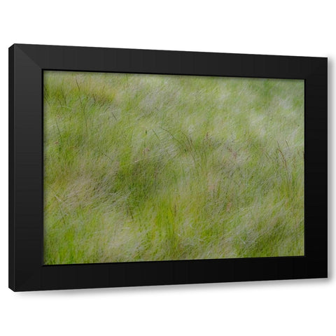 USA-Washington State-Palouse grasses soft focused near Colfax Black Modern Wood Framed Art Print with Double Matting by Gulin, Sylvia