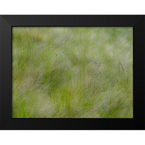 USA-Washington State-Palouse grasses soft focused near Colfax Black Modern Wood Framed Art Print by Gulin, Sylvia