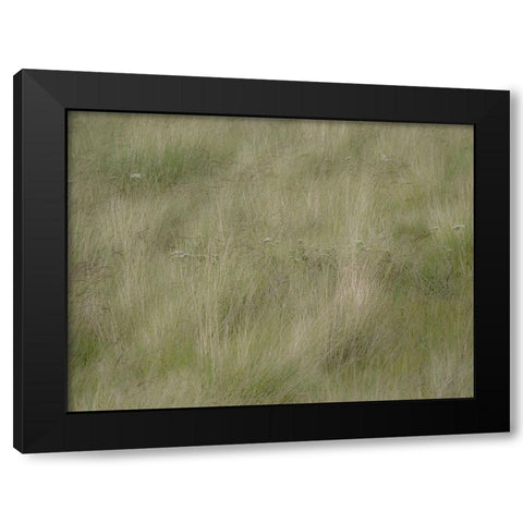 USA-Washington State-Palouse grasses soft focused near Colfax Black Modern Wood Framed Art Print by Gulin, Sylvia