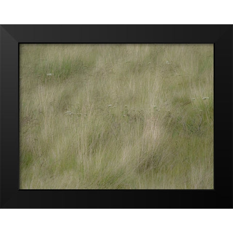 USA-Washington State-Palouse grasses soft focused near Colfax Black Modern Wood Framed Art Print by Gulin, Sylvia