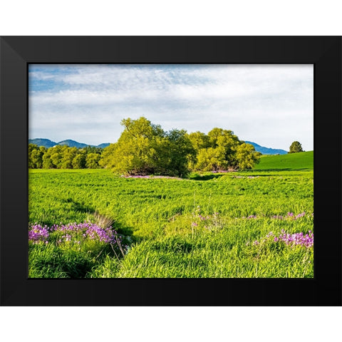 USA-Washington State-Palouse wheat fields and dollar plant in bloom near Pulman Black Modern Wood Framed Art Print by Gulin, Sylvia