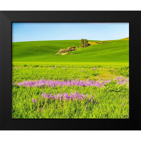 USA-Washington State-Palouse wheat fields and dollar plant in bloom near Pulman Black Modern Wood Framed Art Print by Gulin, Sylvia