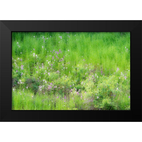 USA-Washington State-Palouse and hillside with green grass and Dollar Plant Black Modern Wood Framed Art Print by Gulin, Sylvia
