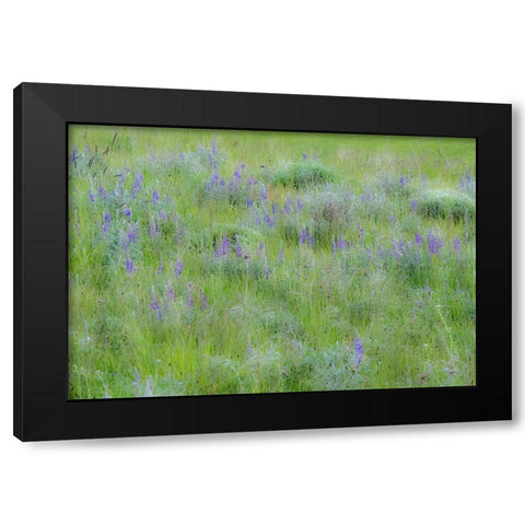USA-Washington State-Colfax Palouse field of grass and lupine Black Modern Wood Framed Art Print with Double Matting by Gulin, Sylvia