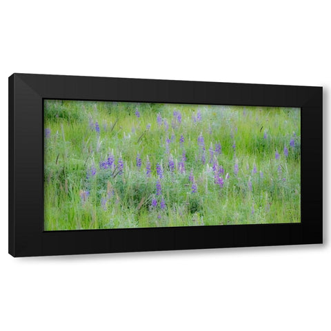 USA-Washington State-Colfax Palouse field of grass and lupine Black Modern Wood Framed Art Print with Double Matting by Gulin, Sylvia