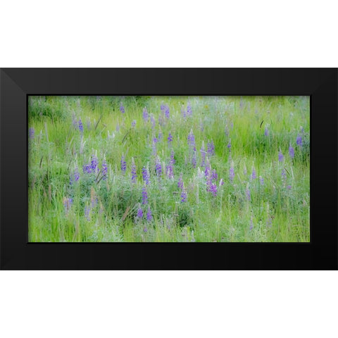 USA-Washington State-Colfax Palouse field of grass and lupine Black Modern Wood Framed Art Print by Gulin, Sylvia