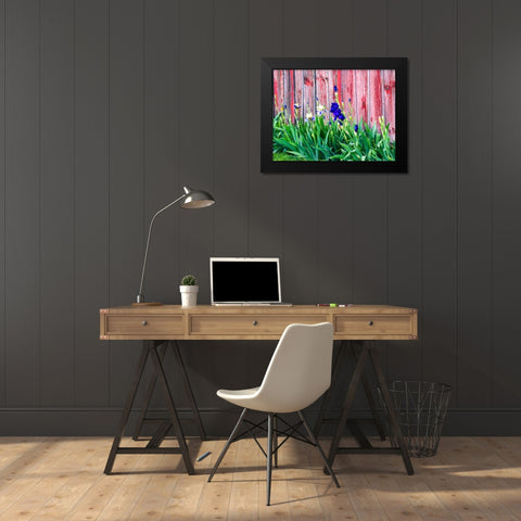 USA-Washington State-Kamiak Butte-Palouse Bearded Iris along side a wooden barn Black Modern Wood Framed Art Print by Gulin, Sylvia