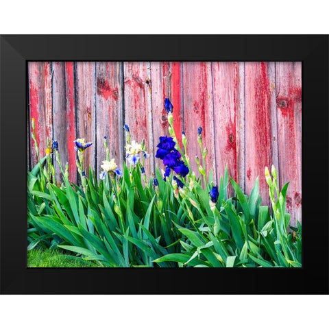 USA-Washington State-Kamiak Butte-Palouse Bearded Iris along side a wooden barn Black Modern Wood Framed Art Print by Gulin, Sylvia