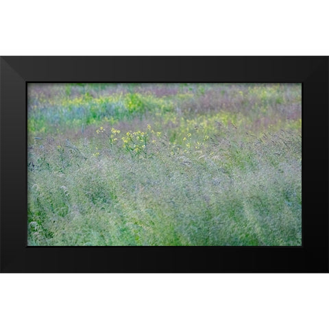 USA-Washington State-Palouse-Eastern Washington Green grass field Black Modern Wood Framed Art Print by Gulin, Sylvia