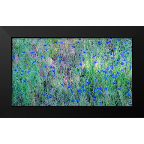 USA-Washington State-Palouse and field of blue bachelor buttons flowering Black Modern Wood Framed Art Print by Gulin, Sylvia