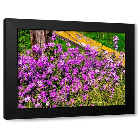 USA-Washington State-Palouse Lichen covered fence post surrounded by dollar plant flowers Black Modern Wood Framed Art Print by Gulin, Sylvia