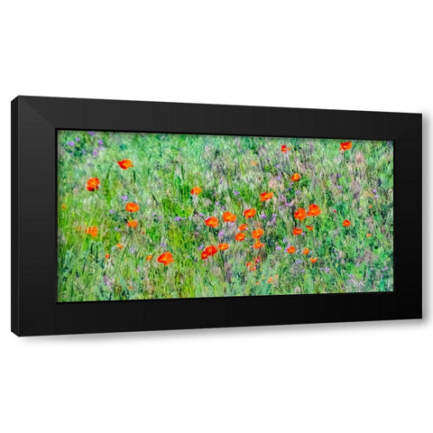 USA-Washington State-Palouse and field of red poppies Black Modern Wood Framed Art Print with Double Matting by Gulin, Sylvia