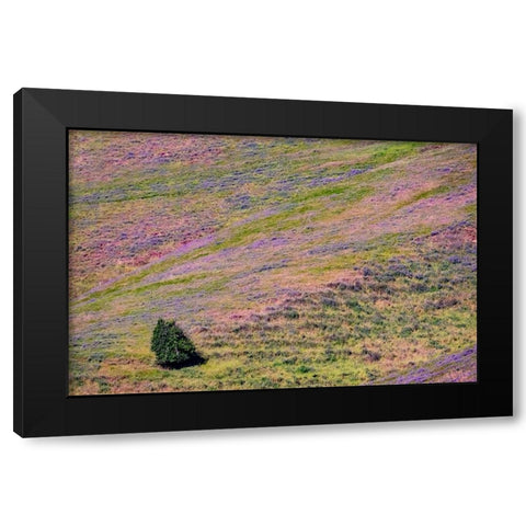 USA-Washington State-Palouse with hillside of vetch Black Modern Wood Framed Art Print by Gulin, Sylvia