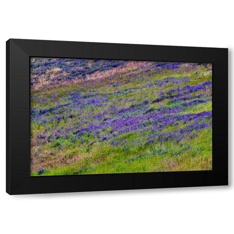 USA-Washington State-Palouse with hillside of vetch Black Modern Wood Framed Art Print by Gulin, Sylvia