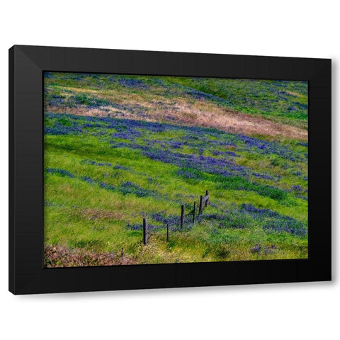 USA-Washington State-Palouse with hillside of vetch Black Modern Wood Framed Art Print by Gulin, Sylvia