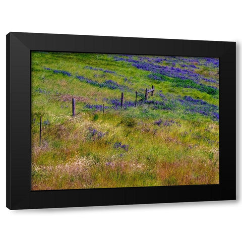 USA-Washington State-Palouse with hillside of vetch Black Modern Wood Framed Art Print by Gulin, Sylvia