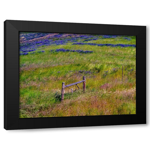 USA-Washington State-Palouse with hillside of vetch Black Modern Wood Framed Art Print with Double Matting by Gulin, Sylvia