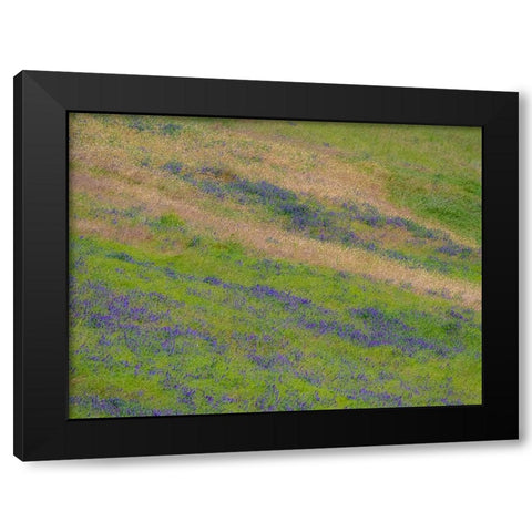 USA-Washington State-Palouse with hillside of vetch Black Modern Wood Framed Art Print by Gulin, Sylvia