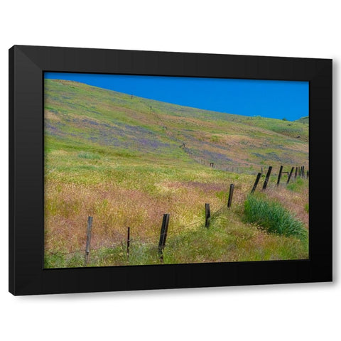 USA-Washington State-Palouse with hillside of vetch Black Modern Wood Framed Art Print by Gulin, Sylvia