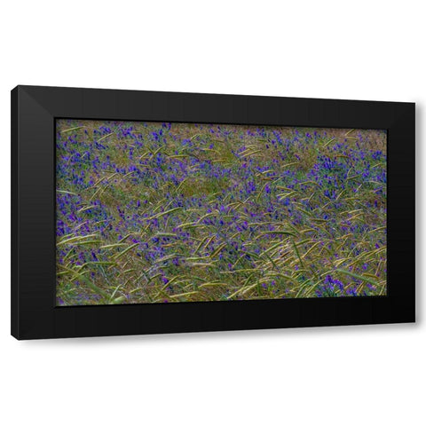 USA-Washington State-Benge Purple vetch in field Black Modern Wood Framed Art Print with Double Matting by Gulin, Sylvia