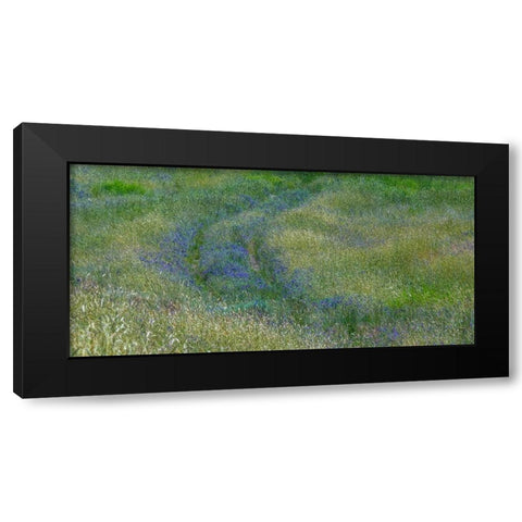 USA-Washington State-Benge Purple vetch in field Black Modern Wood Framed Art Print by Gulin, Sylvia