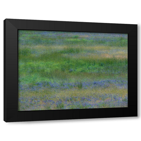 USA-Washington State-Benge Purple vetch in field Black Modern Wood Framed Art Print by Gulin, Sylvia