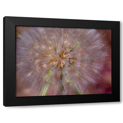 USA-Washington State-Eastern Washington fluffy seed head of Salsify dandelion Black Modern Wood Framed Art Print with Double Matting by Gulin, Sylvia