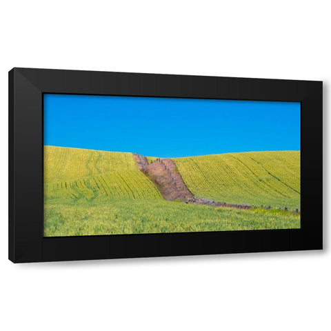 USA-Washington State-Winona winter wheat with fence line running through middle of field Black Modern Wood Framed Art Print with Double Matting by Gulin, Sylvia
