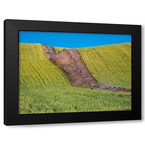 USA-Washington State-Winona winter wheat with fence line running through middle of field Black Modern Wood Framed Art Print by Gulin, Sylvia