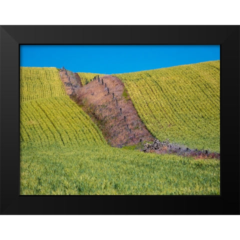 USA-Washington State-Winona winter wheat with fence line running through middle of field Black Modern Wood Framed Art Print by Gulin, Sylvia