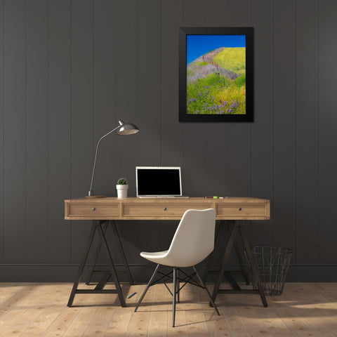 USA-Washington State-Winona winter wheat with fence line and foreground of vetch Black Modern Wood Framed Art Print by Gulin, Sylvia