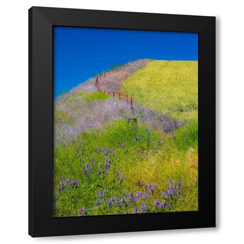 USA-Washington State-Winona winter wheat with fence line and foreground of vetch Black Modern Wood Framed Art Print by Gulin, Sylvia