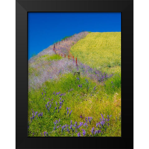 USA-Washington State-Winona winter wheat with fence line and foreground of vetch Black Modern Wood Framed Art Print by Gulin, Sylvia
