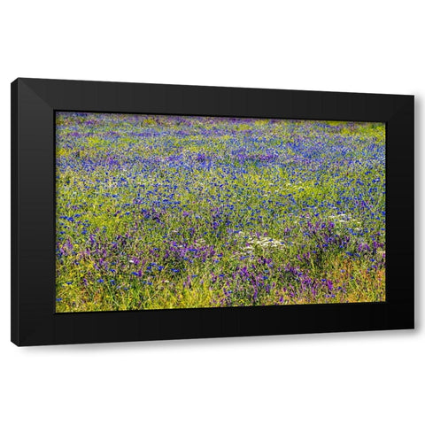 USA-Washington State-Palouse and field of blue bachelor buttons flowering Black Modern Wood Framed Art Print by Gulin, Sylvia