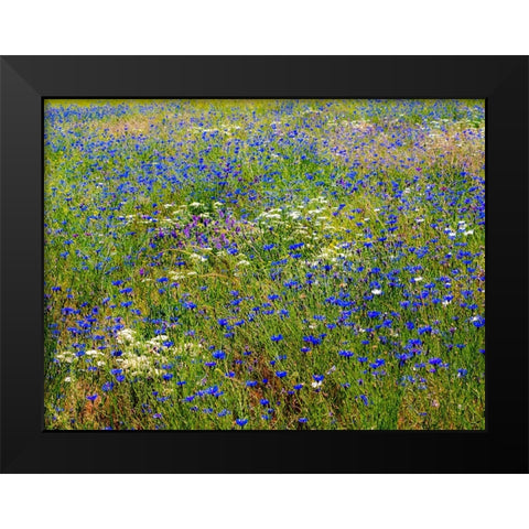USA-Washington State-Palouse and field of blue bachelor buttons flowering Black Modern Wood Framed Art Print by Gulin, Sylvia