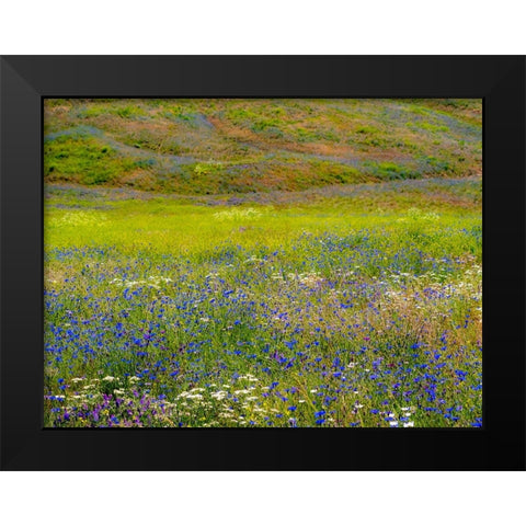 USA-Washington State-Palouse and field of blue bachelor buttons flowering Black Modern Wood Framed Art Print by Gulin, Sylvia