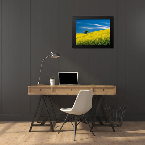 USA-Washington State-Palouse canola field with lone tree near Colfax Black Modern Wood Framed Art Print by Gulin, Sylvia