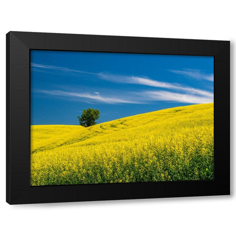 USA-Washington State-Palouse canola field with lone tree near Colfax Black Modern Wood Framed Art Print with Double Matting by Gulin, Sylvia