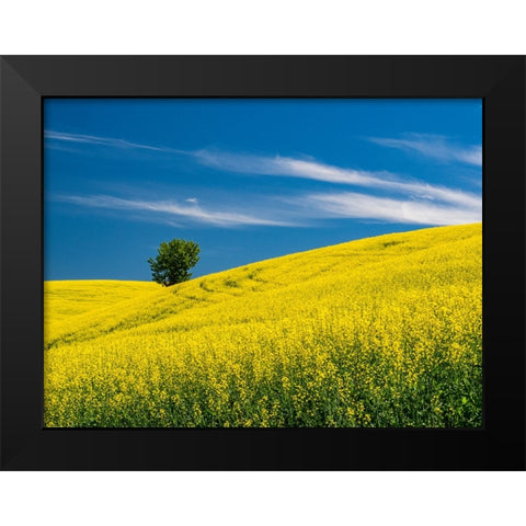 USA-Washington State-Palouse canola field with lone tree near Colfax Black Modern Wood Framed Art Print by Gulin, Sylvia