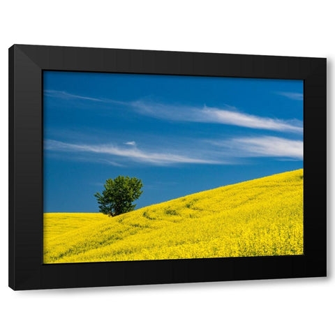 USA-Washington State-Palouse canola field with lone tree near Colfax Black Modern Wood Framed Art Print by Gulin, Sylvia
