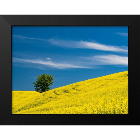USA-Washington State-Palouse canola field with lone tree near Colfax Black Modern Wood Framed Art Print by Gulin, Sylvia