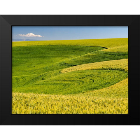 USA-Washington State-Palouse canola field with near Colfax Black Modern Wood Framed Art Print by Gulin, Sylvia