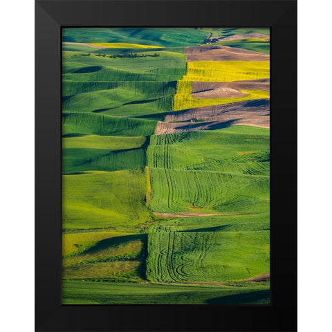 USA-Washington State-Palouse and Steptoe Butte State Park view of Wheat and Canola Black Modern Wood Framed Art Print by Gulin, Sylvia