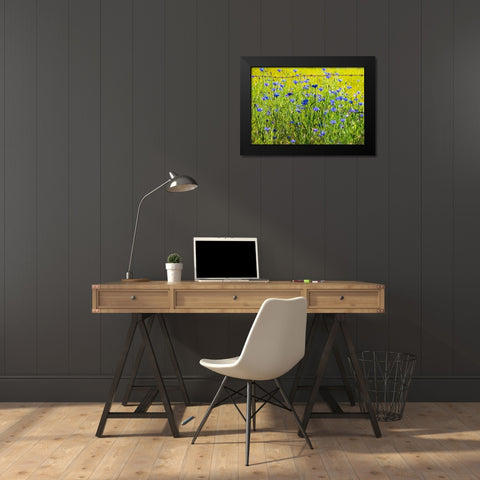USA-Washington State-Palouse and field of blue bachelor buttons flowering Black Modern Wood Framed Art Print by Gulin, Sylvia