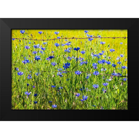 USA-Washington State-Palouse and field of blue bachelor buttons flowering Black Modern Wood Framed Art Print by Gulin, Sylvia