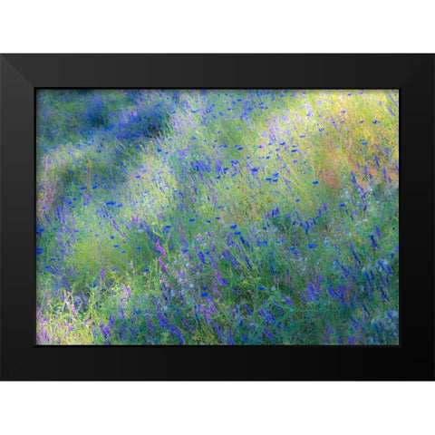 USA-Washington State-Palouse and field of blue bachelor buttons flowering Black Modern Wood Framed Art Print by Gulin, Sylvia