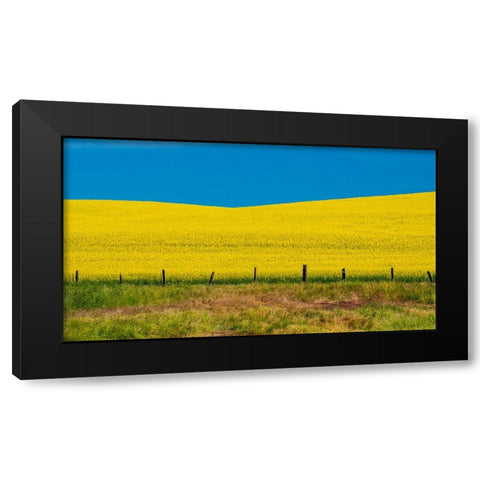 USA-Washington State-Palouse and springtime crop of Canola Black Modern Wood Framed Art Print by Gulin, Sylvia