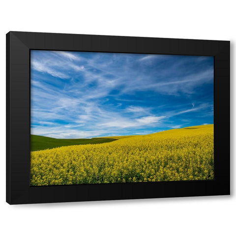 USA-Washington State-Palouse and springtime crop of Canola Black Modern Wood Framed Art Print by Gulin, Sylvia