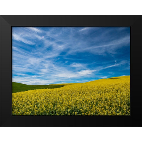 USA-Washington State-Palouse and springtime crop of Canola Black Modern Wood Framed Art Print by Gulin, Sylvia